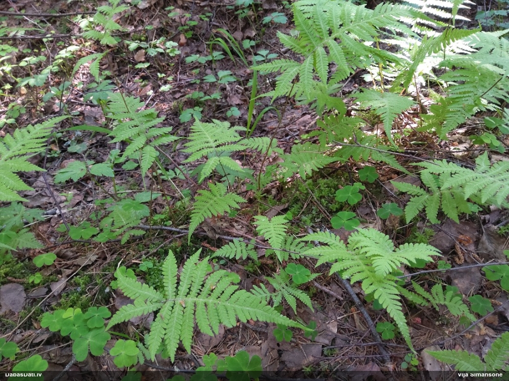 Pūkainā plūksnpaparde