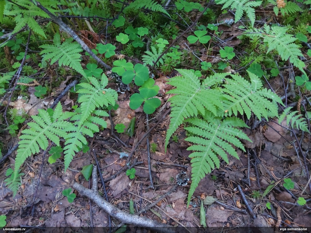 Pūkainā plūksnpaparde