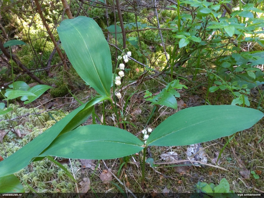 Parastā kreimene, maijpuķīte