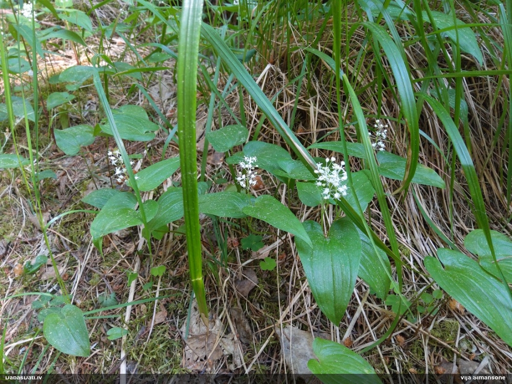 майник двулистный