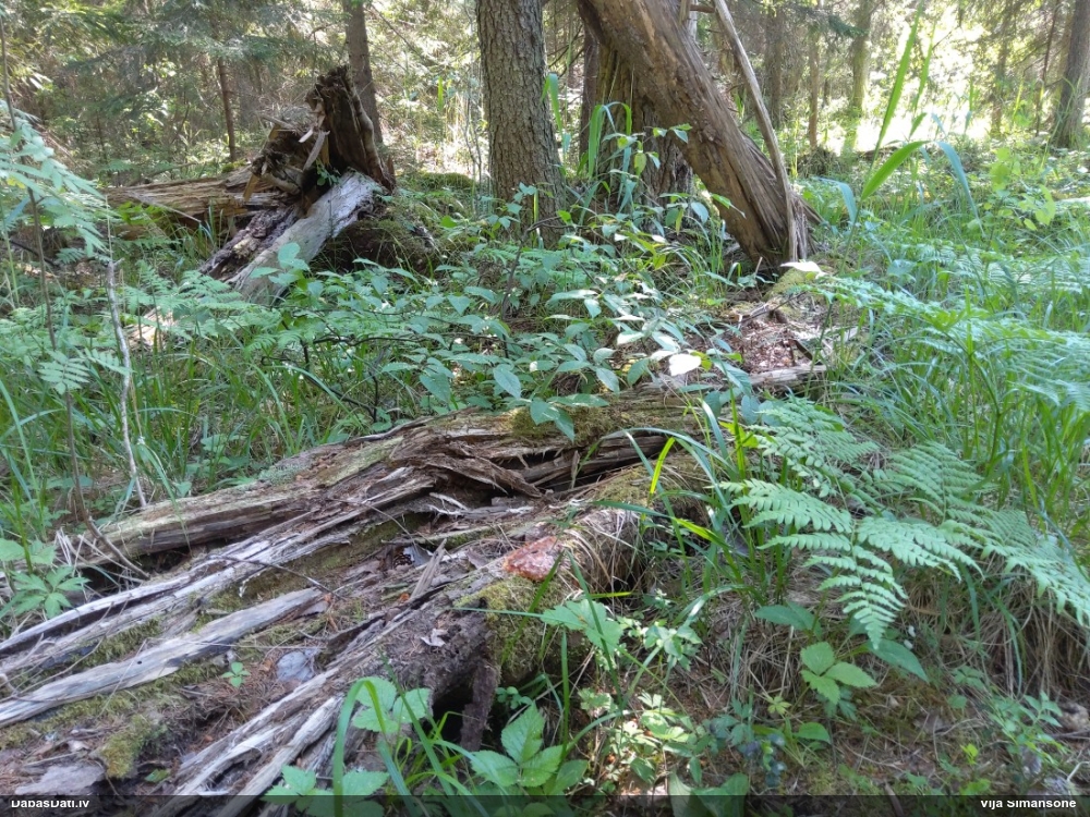 Rūsganais ragansviests