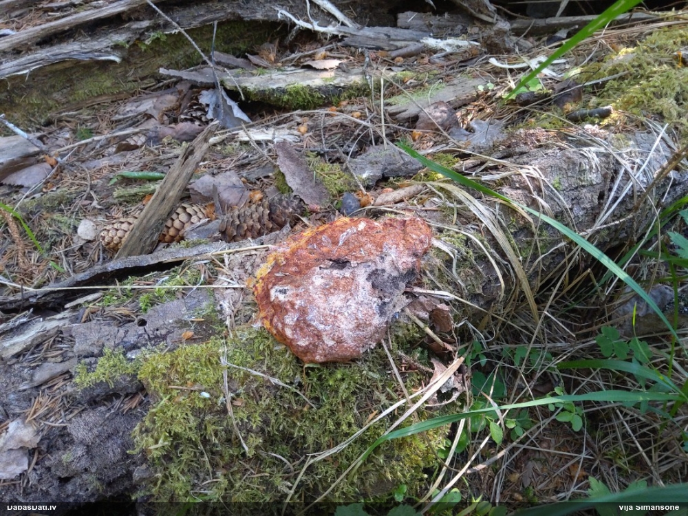 Rūsganais ragansviests