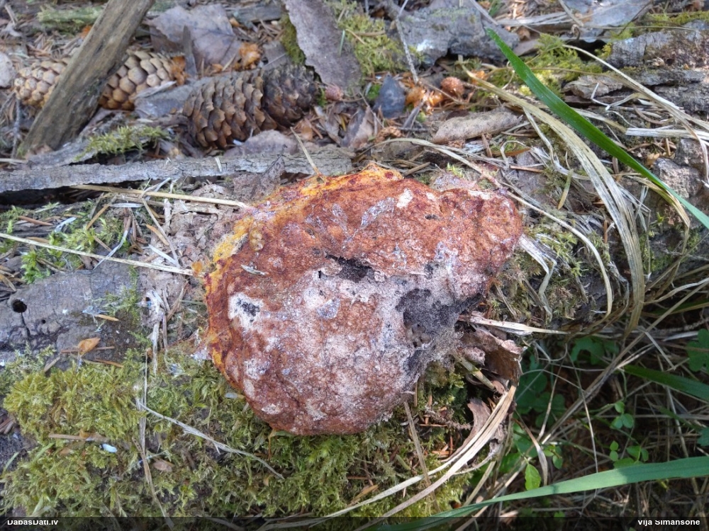 Rūsganais ragansviests