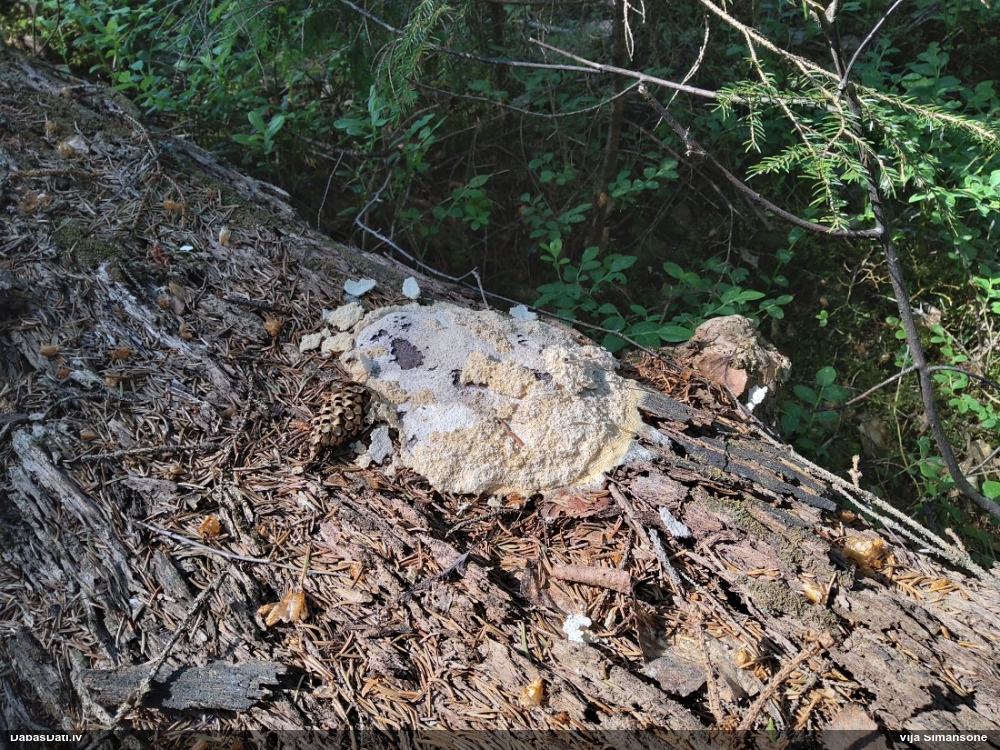 Baltais ragansviests