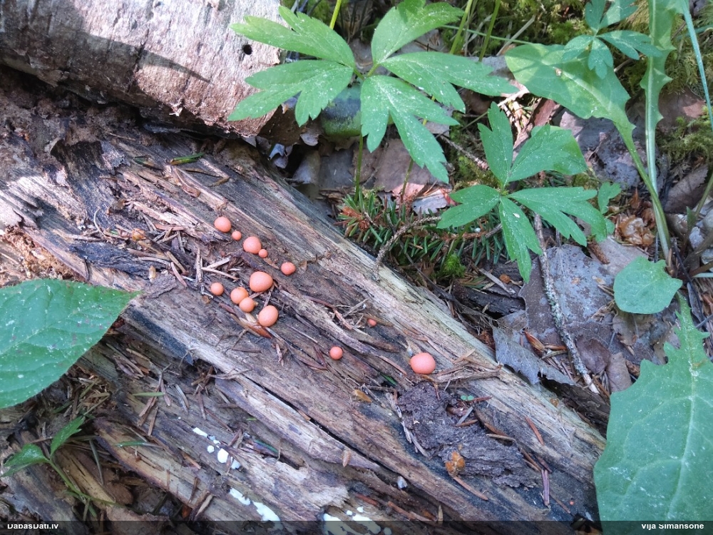 Vilkpienaine (nenoteikta)