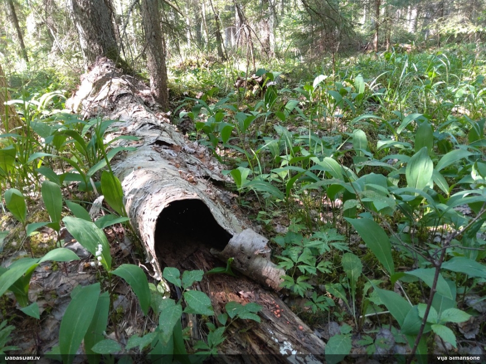 Vilkpienaine (nenoteikta)