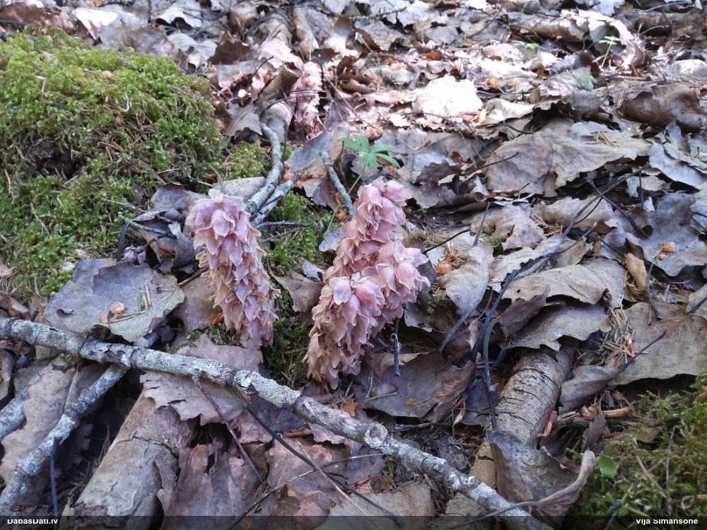Петров крест чешуйчатый