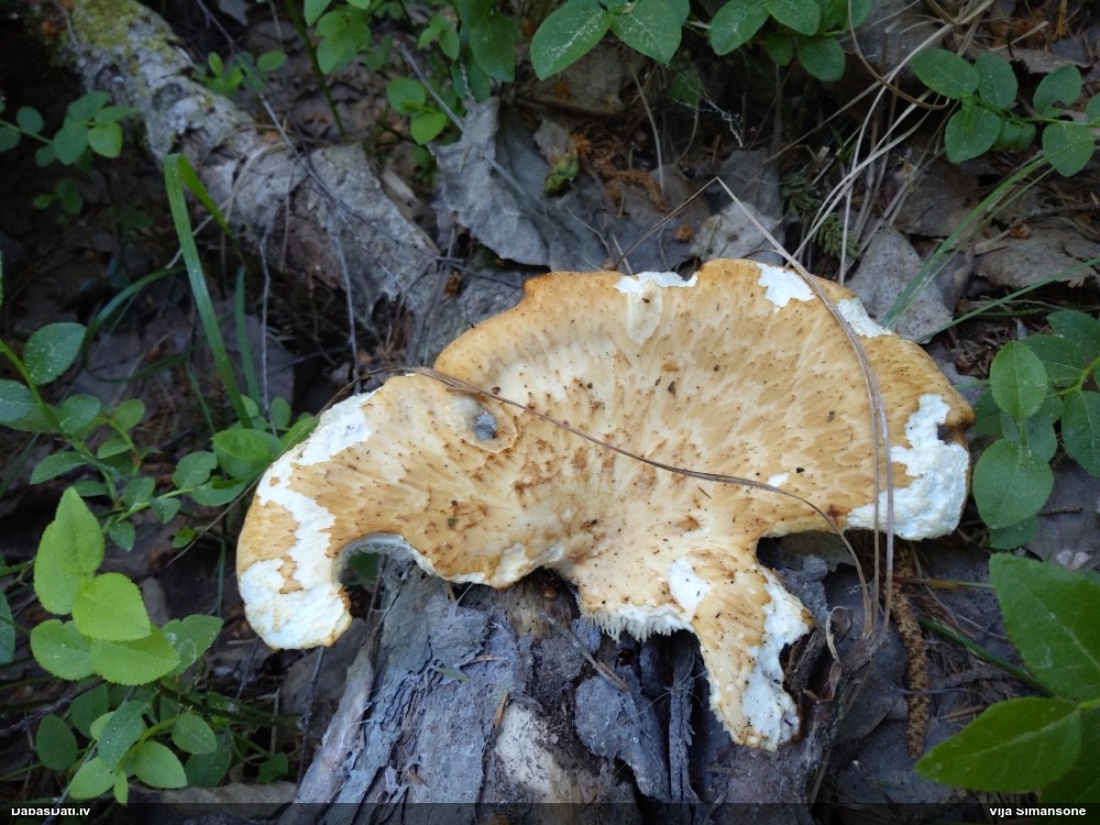 Zvīņainā kātiņpiepe