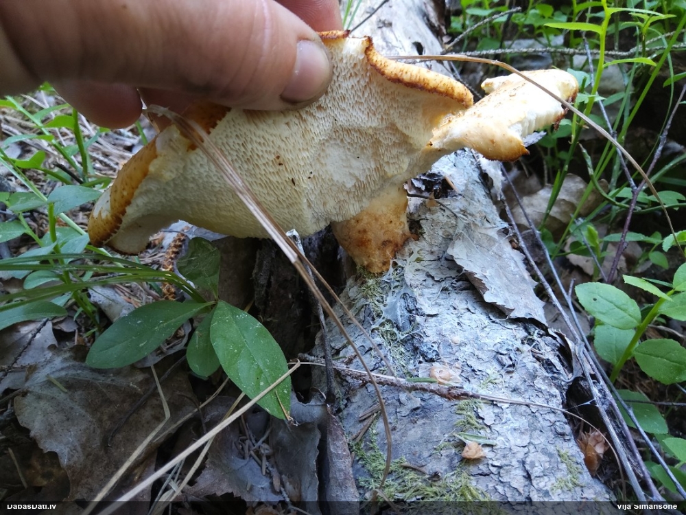 Zvīņainā kātiņpiepe