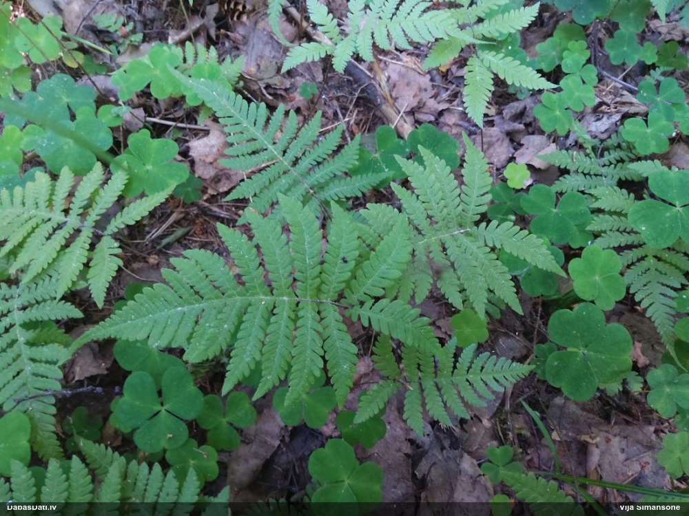 Pūkainā plūksnpaparde