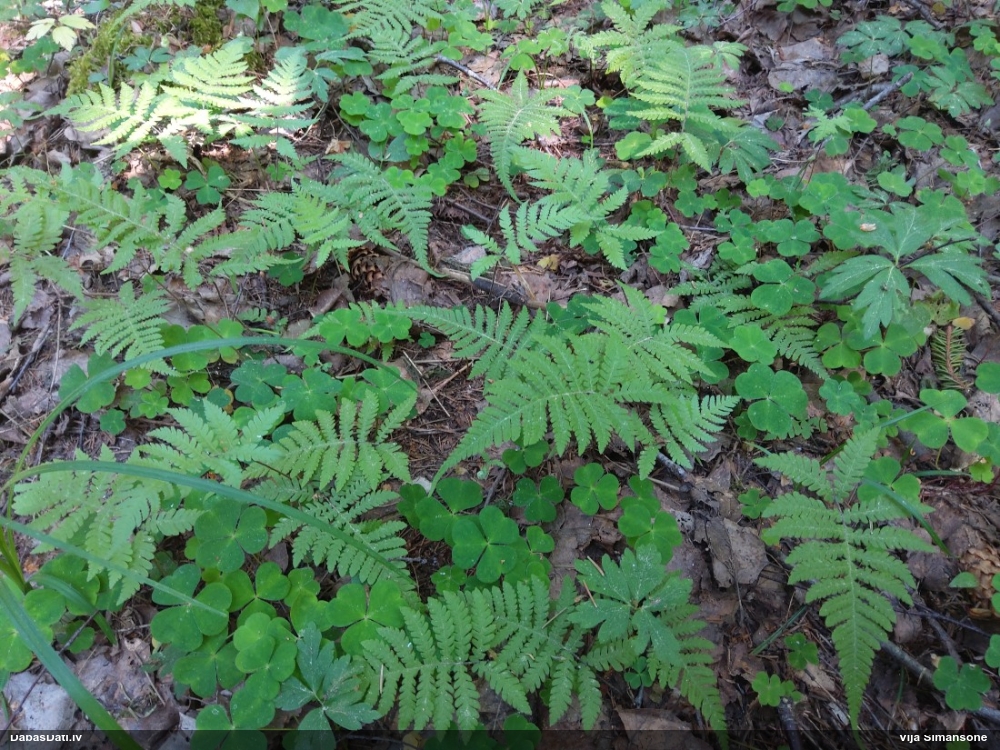 Pūkainā plūksnpaparde