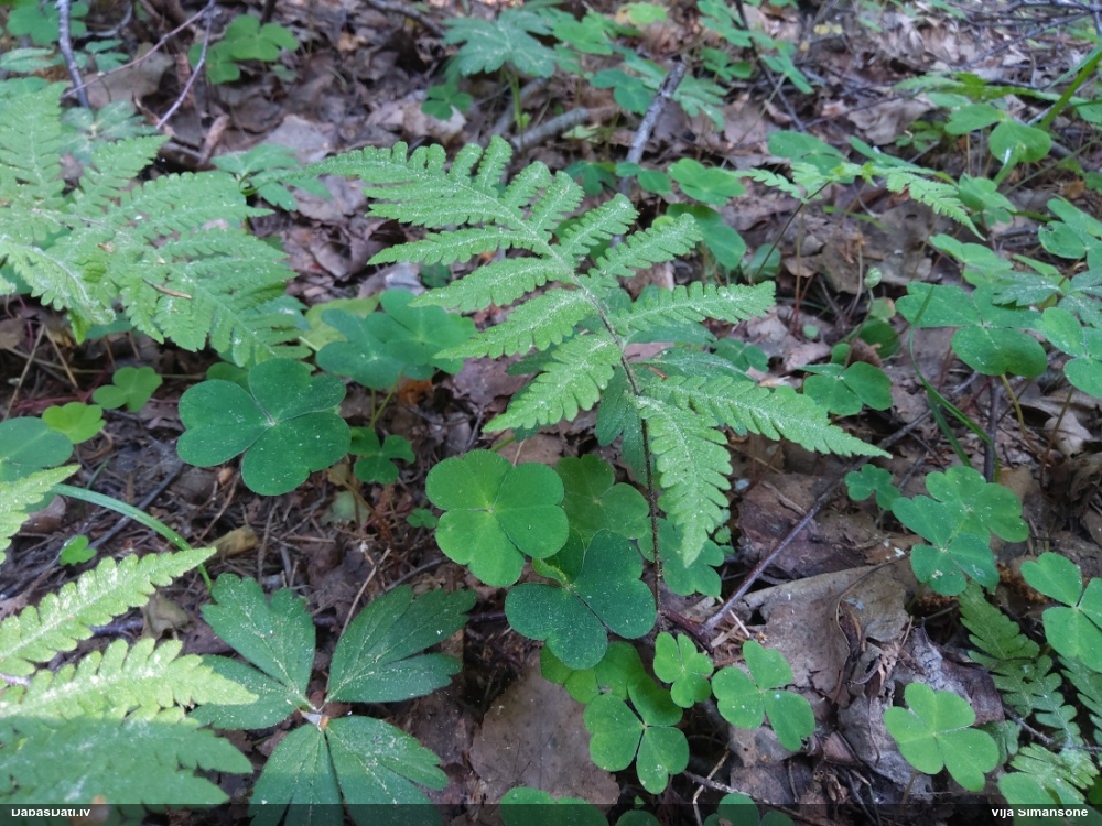 Pūkainā plūksnpaparde