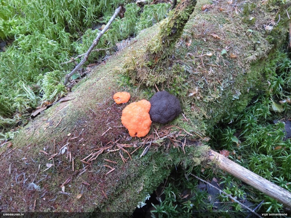 Oranžā aveņgļotsēne