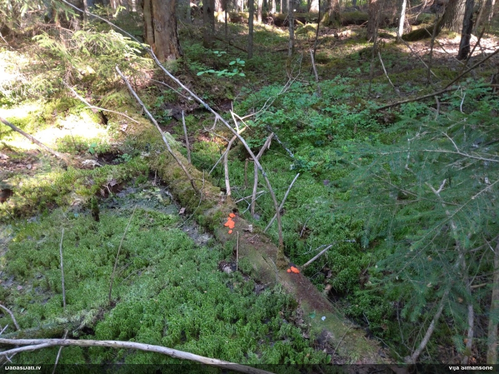 Oranžā aveņgļotsēne