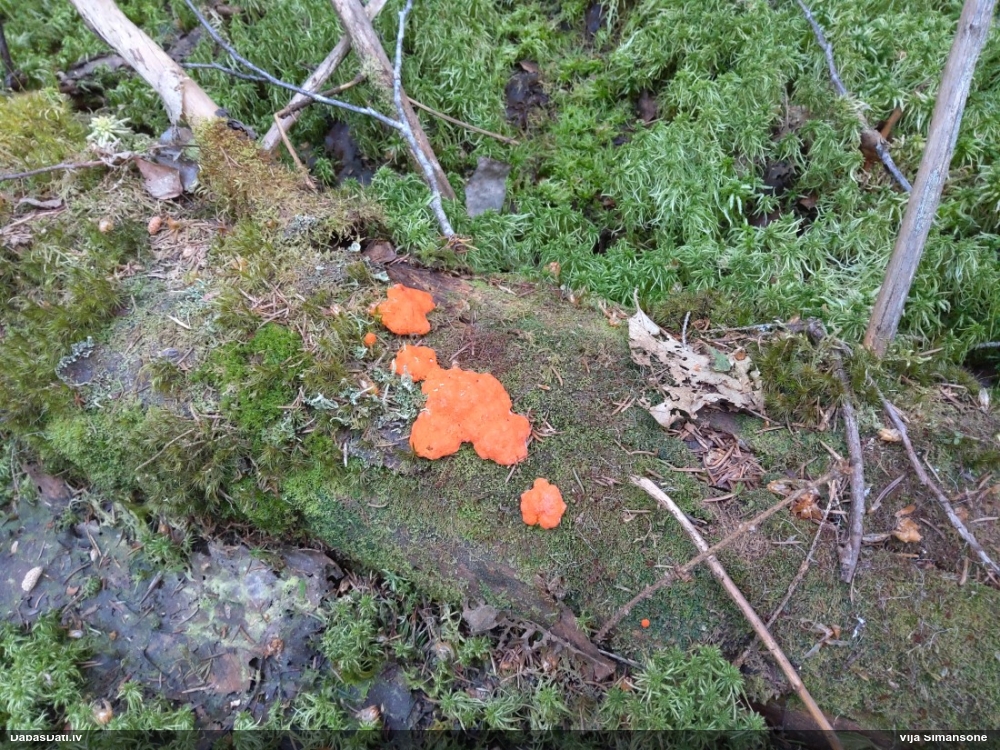 Oranžā aveņgļotsēne