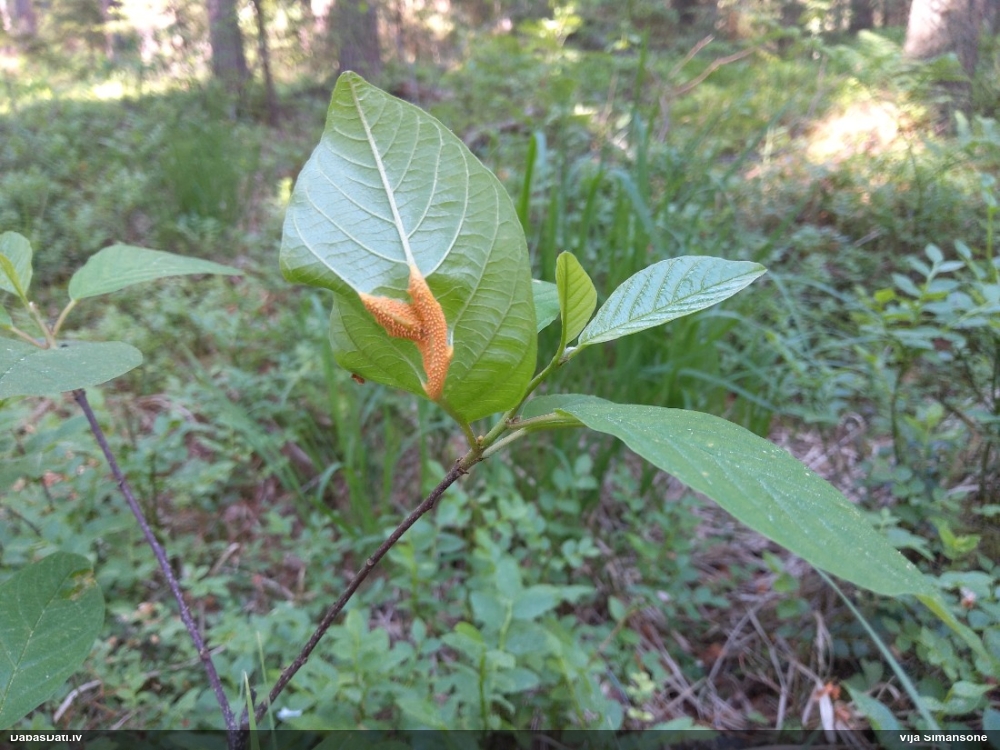 Pabērzu - graudzāļu rūsa
