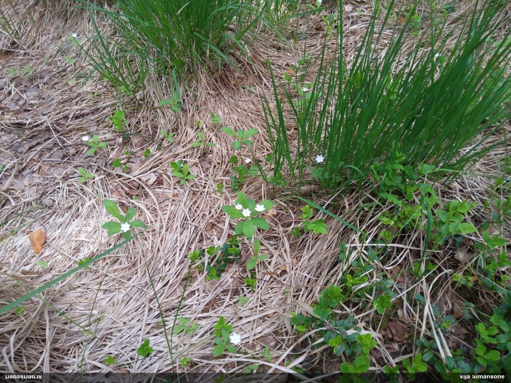 седмичник европейский