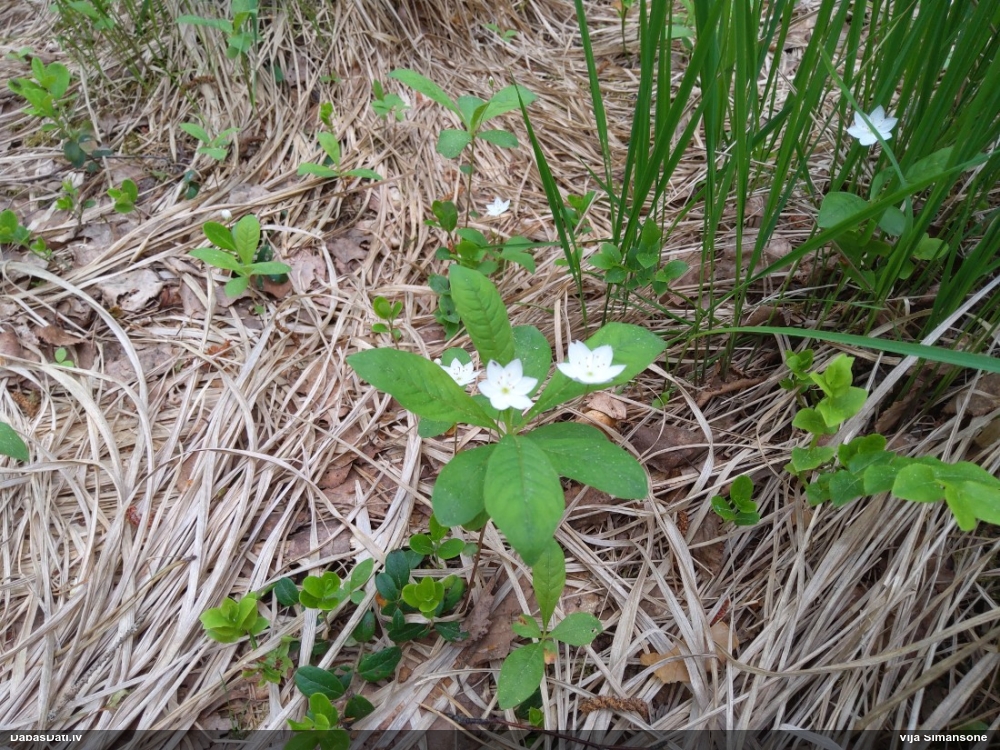 седмичник европейский