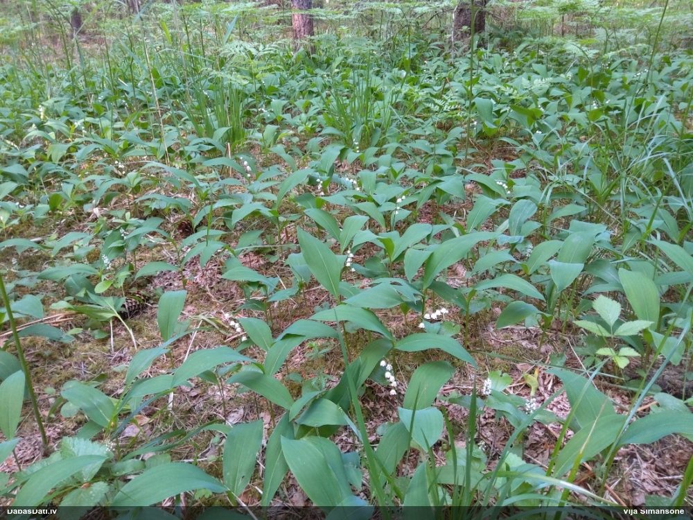 Parastā kreimene, maijpuķīte