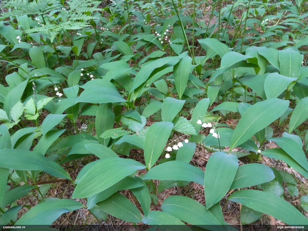 Parastā kreimene, maijpuķīte