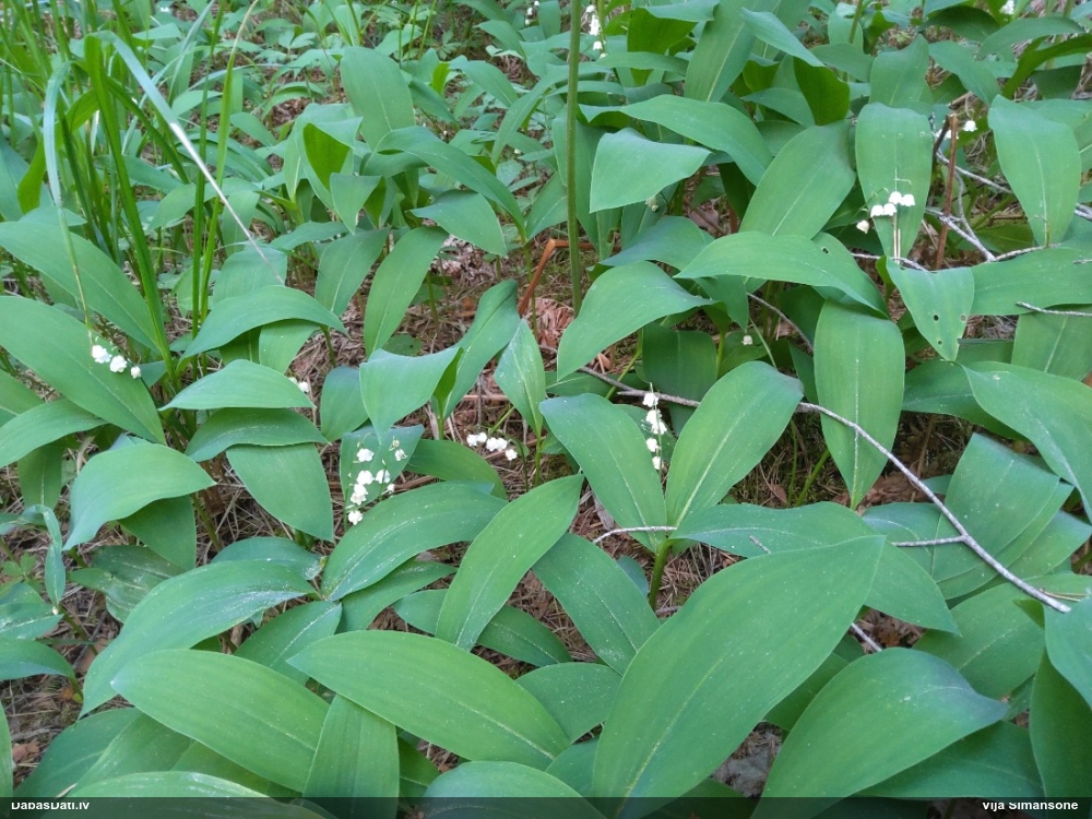Parastā kreimene, maijpuķīte
