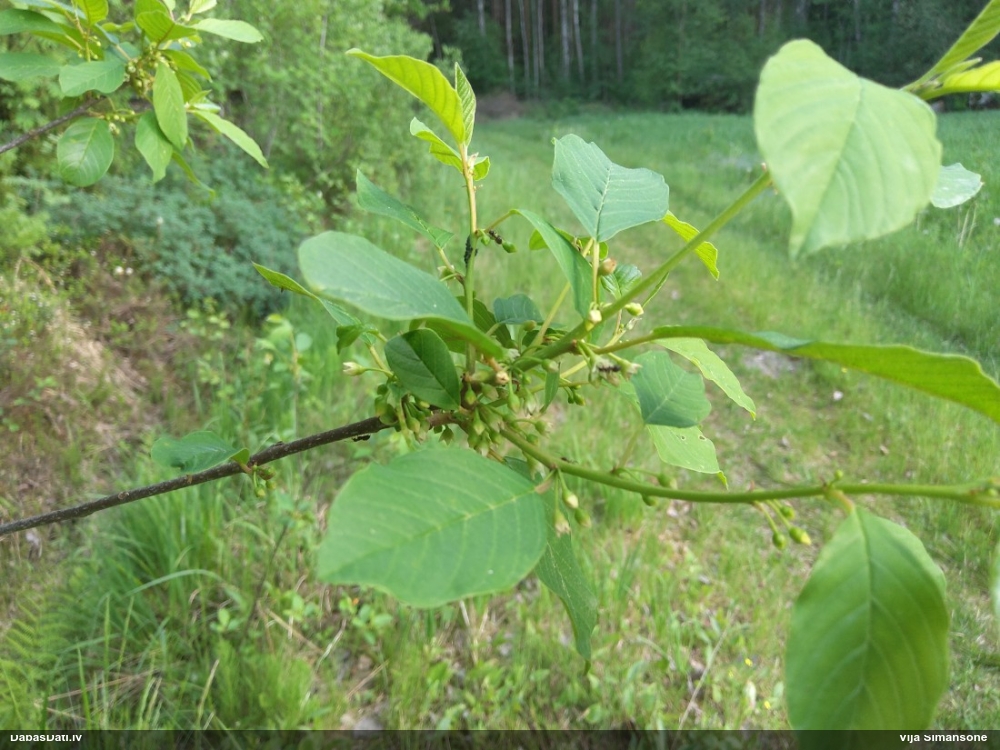 крушина ломкая