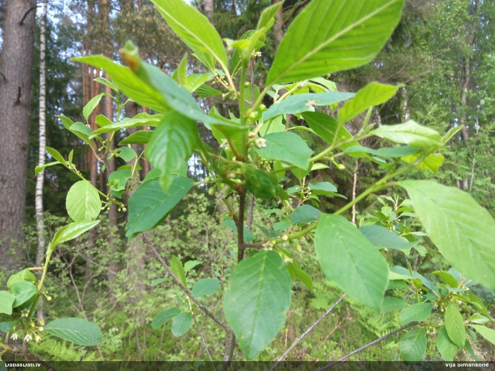 крушина ломкая