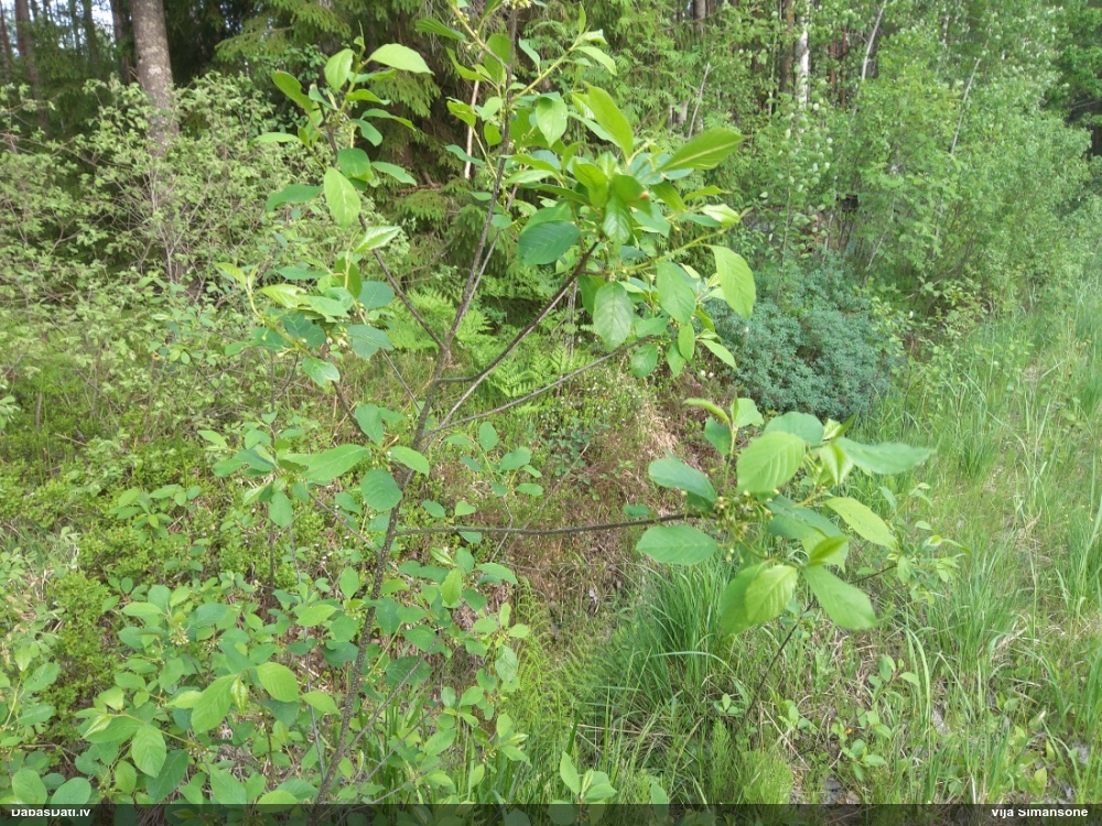 крушина ломкая