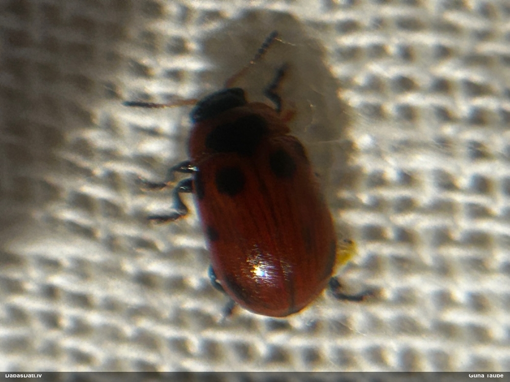 Lapgrauzis Gonioctena viminalis