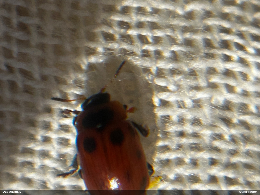 Lapgrauzis Gonioctena viminalis