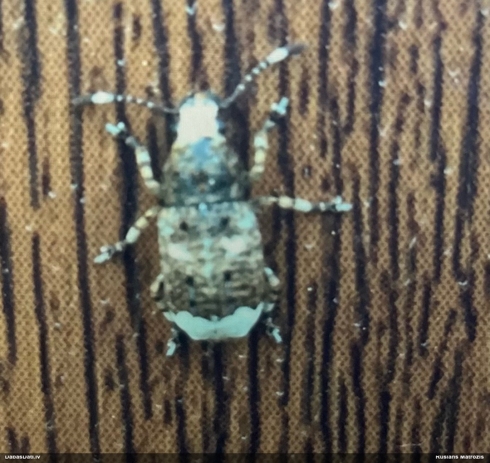 Platsmeceris Platystomos albinus