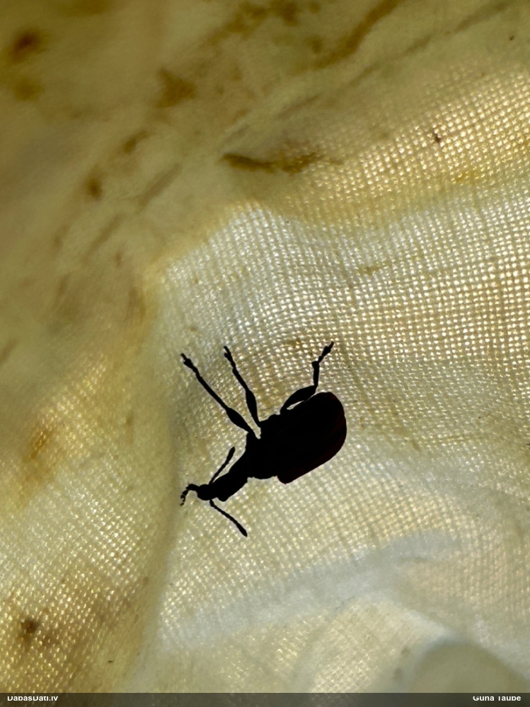 Lazdu tinējsmecernieks