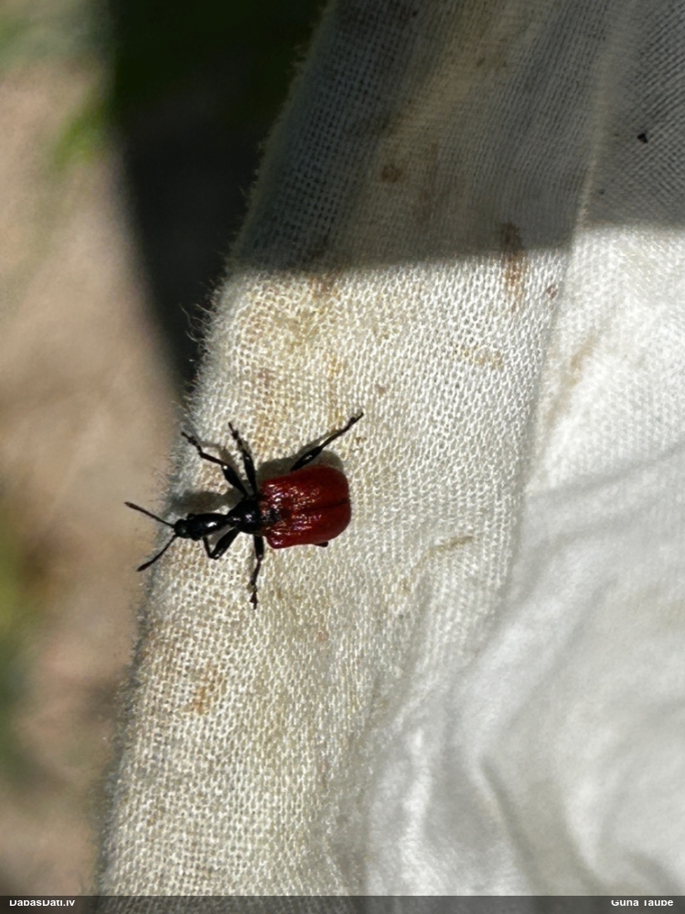 Lazdu tinējsmecernieks