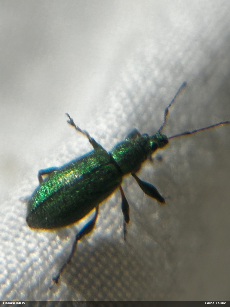 Smecernieks Polydrusus sp.