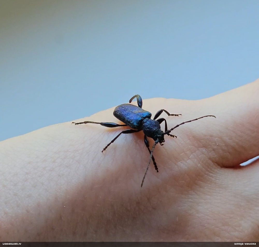 Zilais ēku koksngrauzis