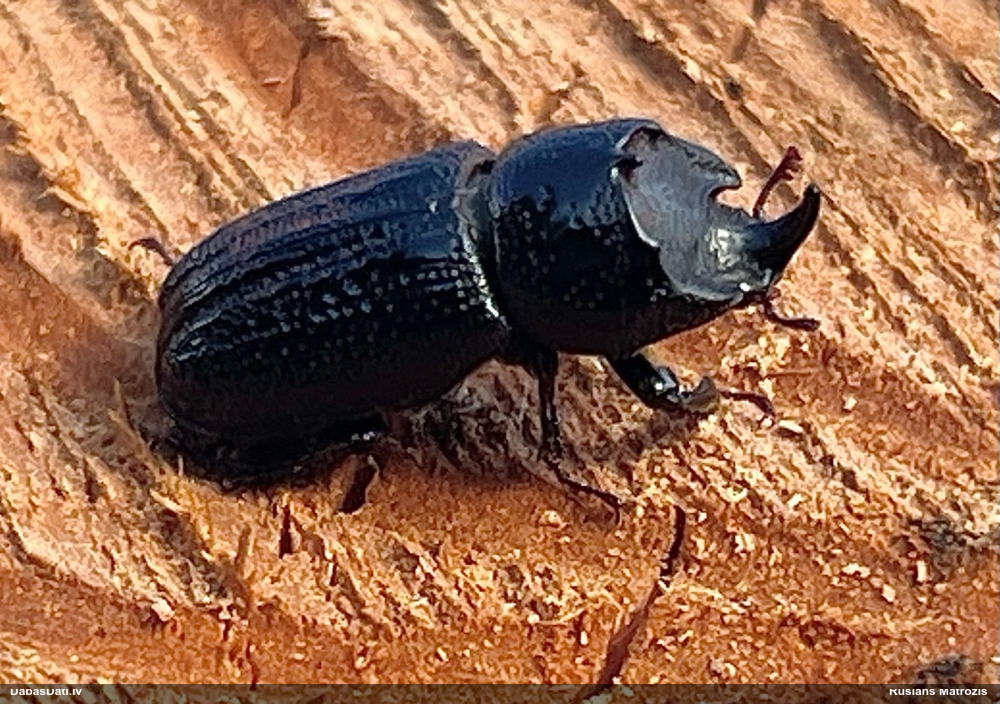 Mazā (vienraga) briežvabole