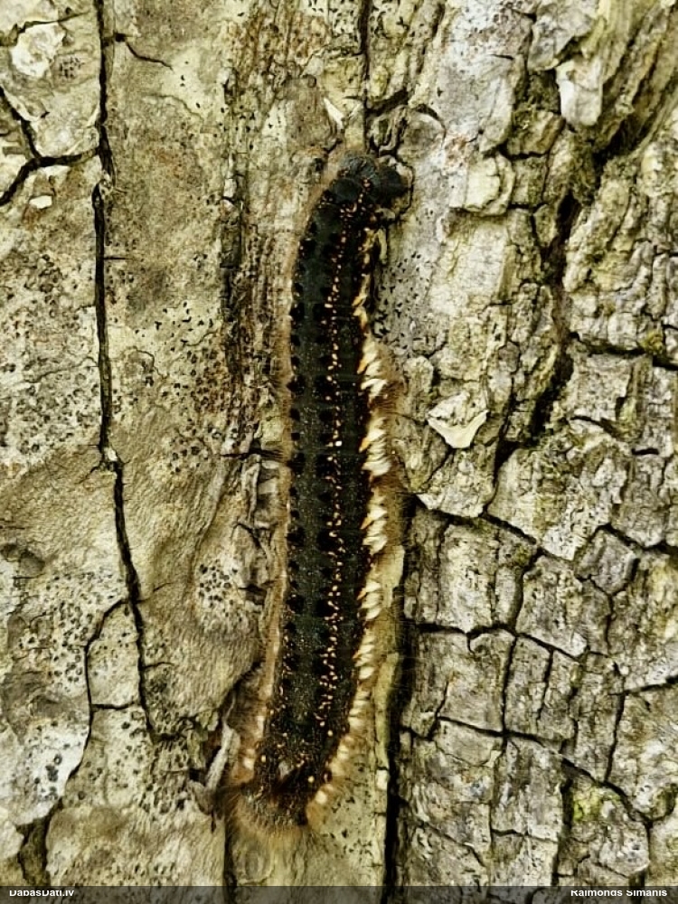 Graudzāļu vērpējs