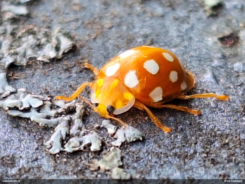 Septiņpadsmitplankumu mārīte