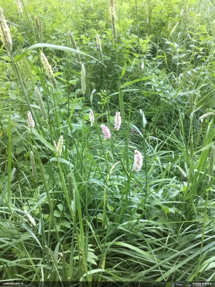 горец змеиный