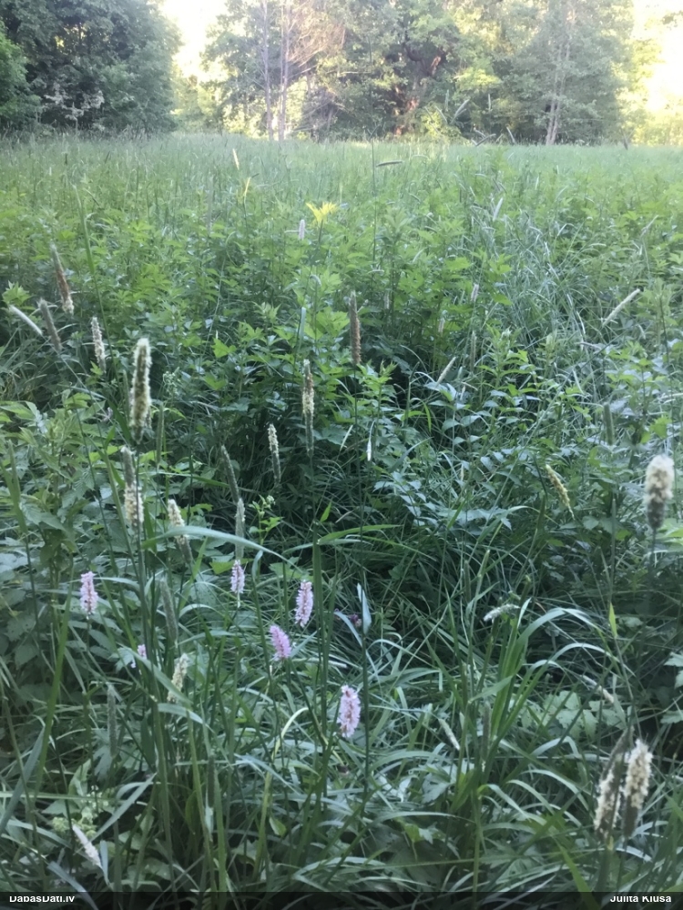 горец змеиный