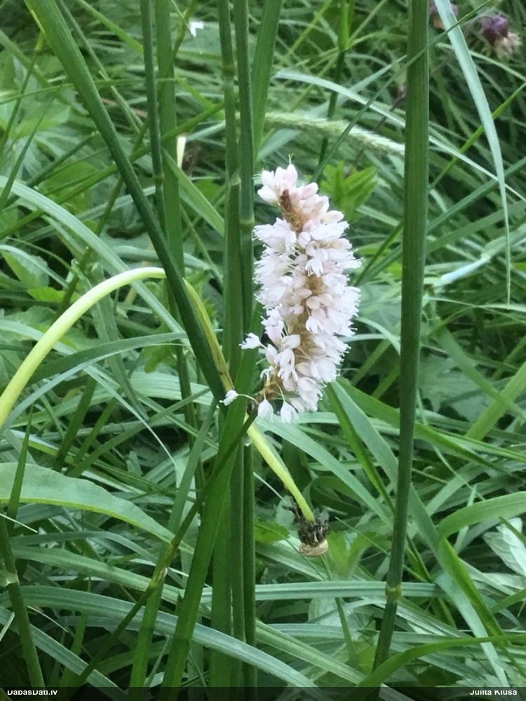 горец змеиный