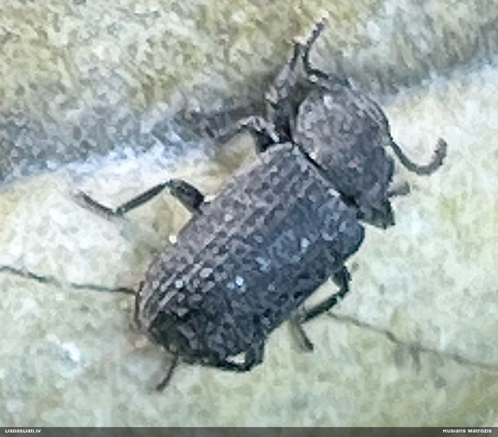 Melnulis Bolitophagus reticulatus