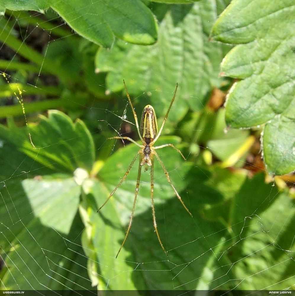 Slaidzirneklis Tetragnatha sp.