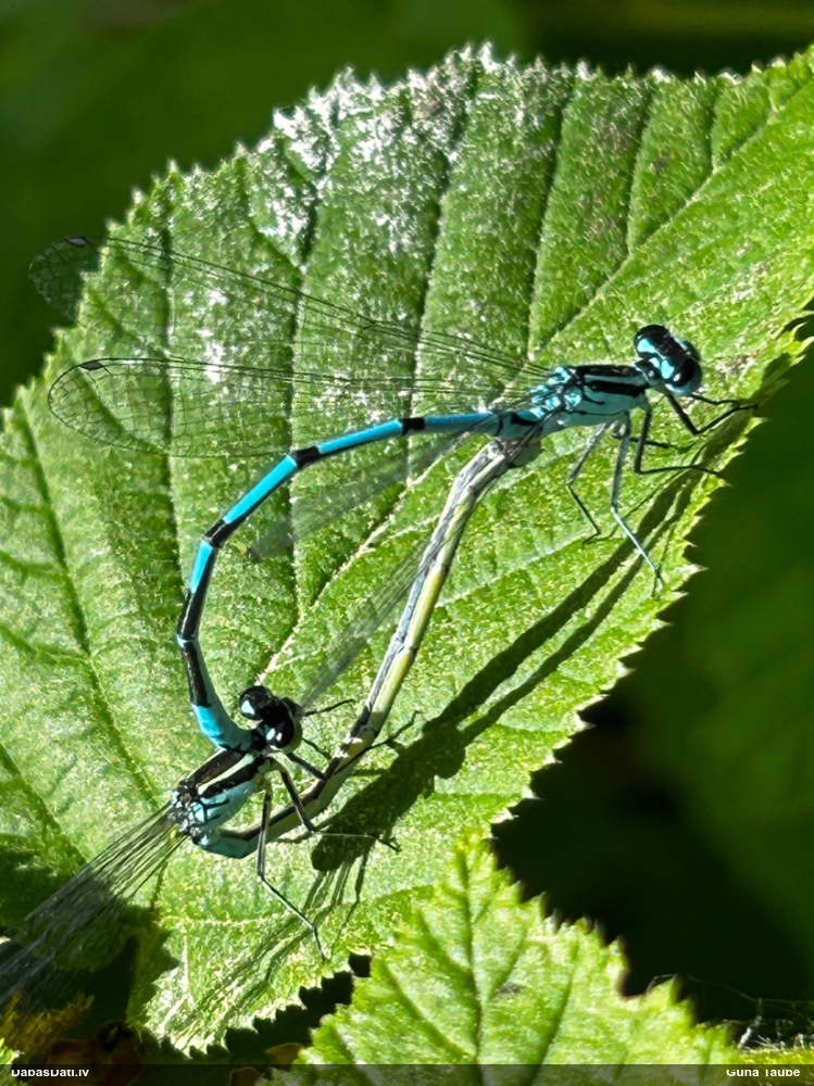 Gaišzilā krāšņspāre