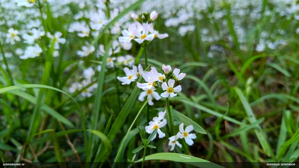 турча болотная