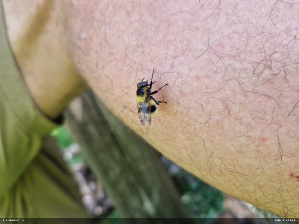 Ziedmuša Volucella bombylans