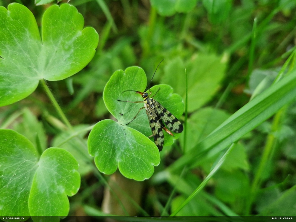 Parastā skarpijmuša