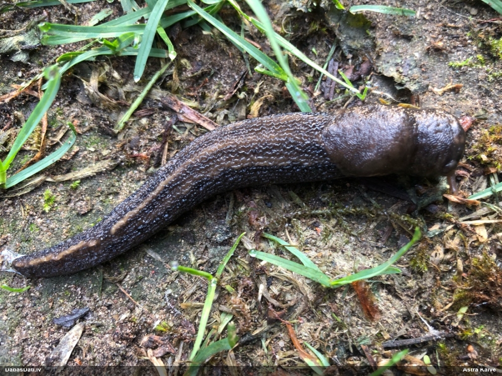 слизень большой черный