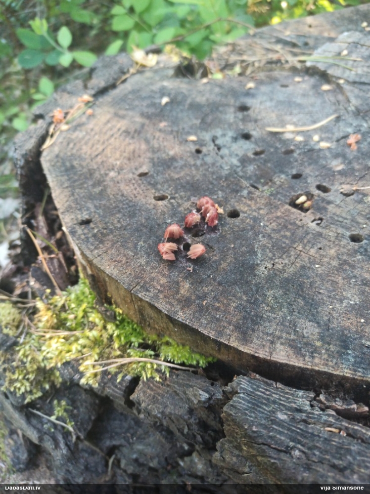 Pušķainā šokolādes gļotsēne