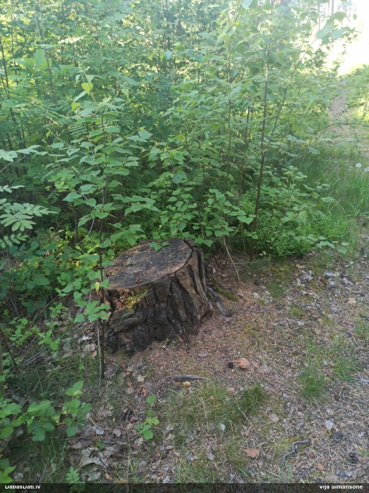 Pušķainā šokolādes gļotsēne